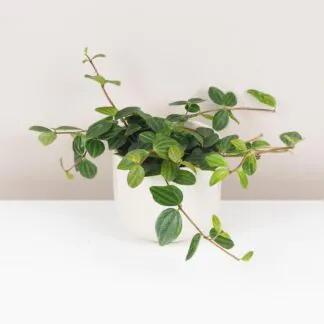 peperomia angulata pieprovec tahava zelena pokojová rostlina