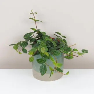 peperomia angulata pieprovec tahava zelena pokojová rostlina