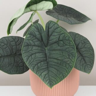 Alocasia rugosa ‘Melo’ velká alocasia rugosa melo raritní zajimava pokojová rostlina plantizia