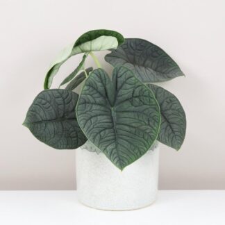 Alocasia rugosa ‘Melo’ velká alocasia rugosa melo raritní zajimava pokojová rostlina plantizia