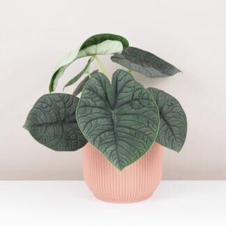 Alocasia rugosa ‘Melo’ velká alocasia rugosa melo raritní zajimava pokojová rostlina plantizia