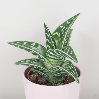 aloe variegata sukulent nenarocná pokojová rostlina