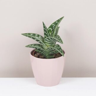 aloe variegata sukulent nenarocná pokojová rostlina