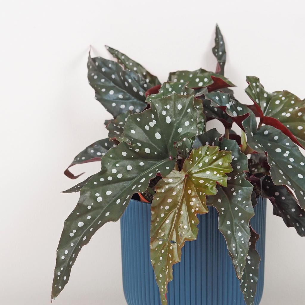 Begonia maculata ‘Black Forest’ begonia maculata black forest zajimava pokojová rostlina