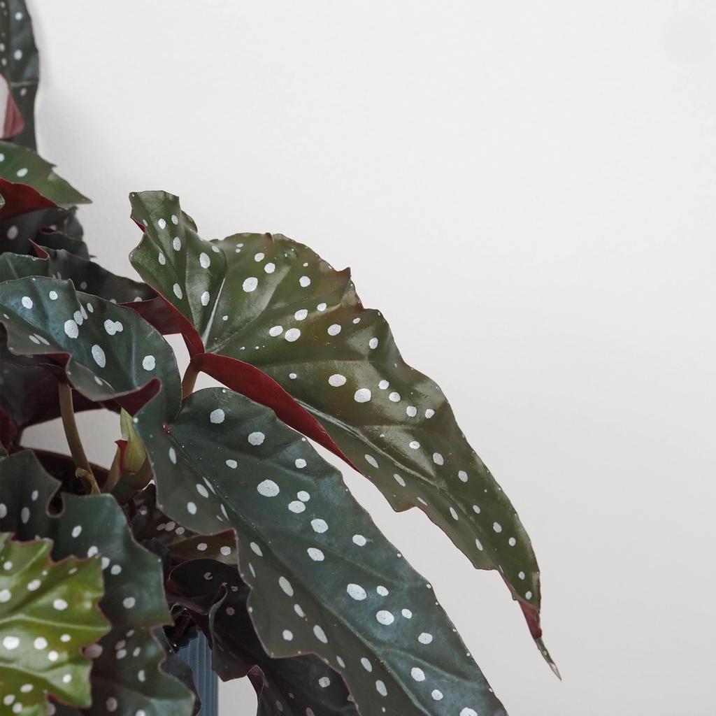 Begonia maculata ‘Black Forest’ begonia maculata black forest zajimava pokojová rostlina