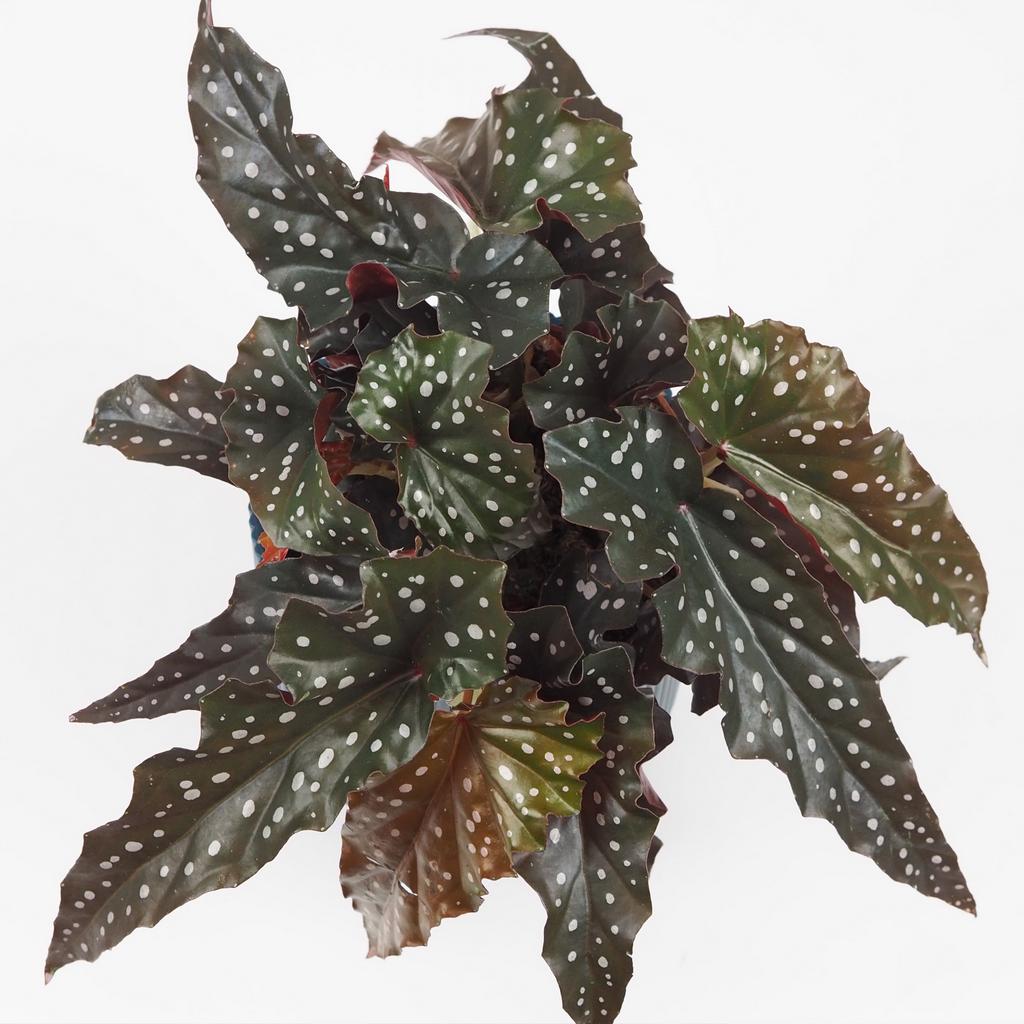 Begonia maculata ‘Black Forest’ begonia maculata black forest zajimava pokojová rostlina
