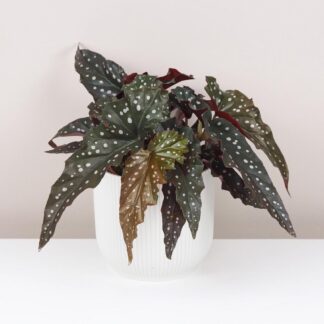 Begonia maculata ‘Black Forest’ begonia maculata black forest zajimava pokojová rostlina