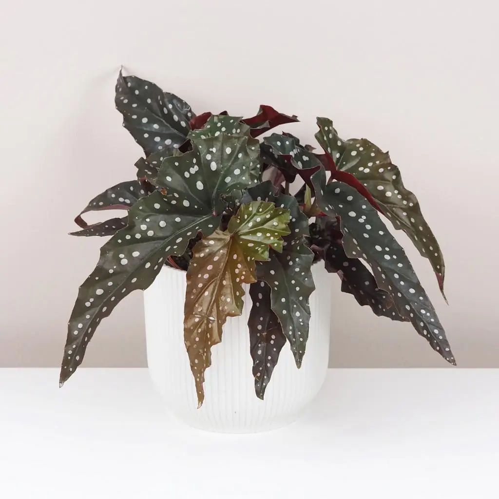 Begonia maculata ‘Black Forest’ begonia maculata black forest zajimava pokojová rostlina