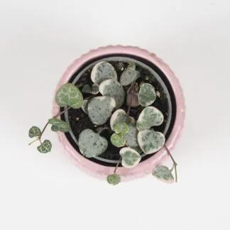 lampasik ceropegia woodii variegata