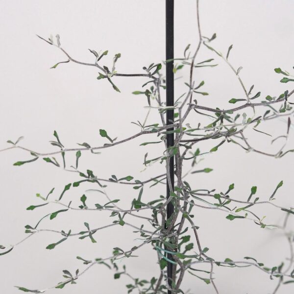 Corokia cotoneaster zajimava pokojová rostlina