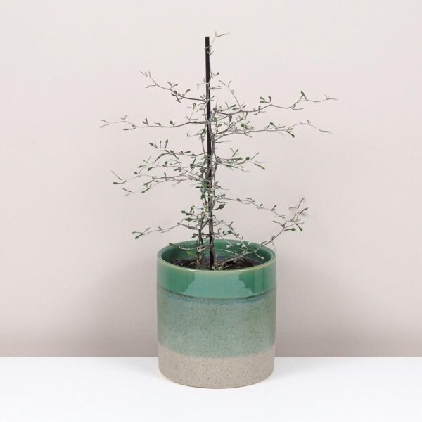 Corokia cotoneaster zajimava pokojová rostlina