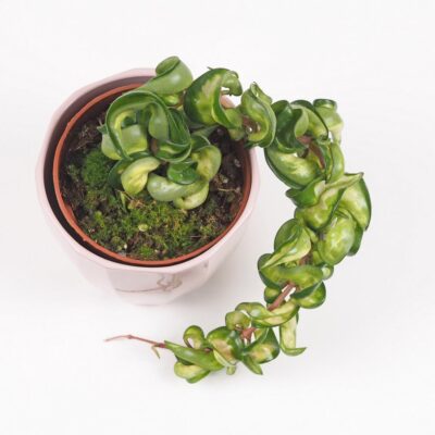 Hoya carnosa compacta variegata 'Mauna Loa' voskovka vzácná táháva rostlina