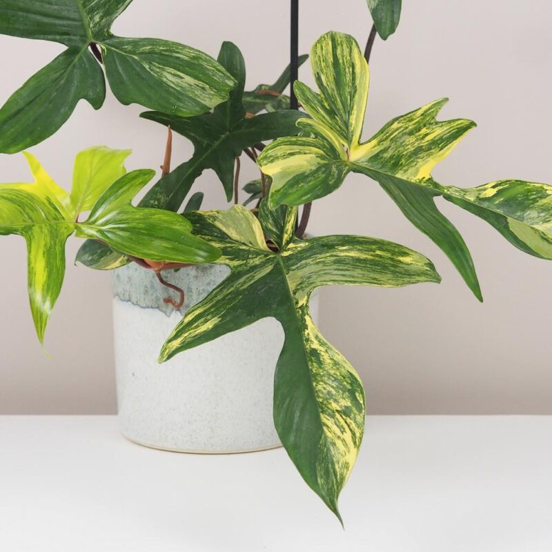 philodendron florida Beauty raritní pokojová rostlina filodendron panasovany
