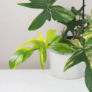 philodendron florida Beauty raritní pokojová rostlina filodendron panasovany