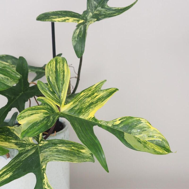 philodendron florida Beauty raritní pokojová rostlina filodendron panasovany