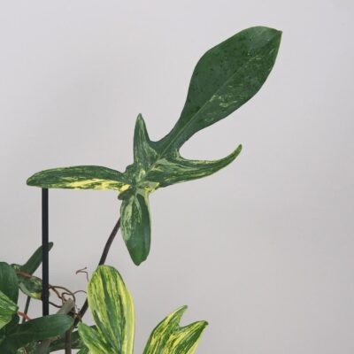 philodendron florida Beauty raritní pokojová rostlina filodendron panasovany