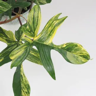 philodendron florida Beauty raritní pokojová rostlina filodendron panasovany