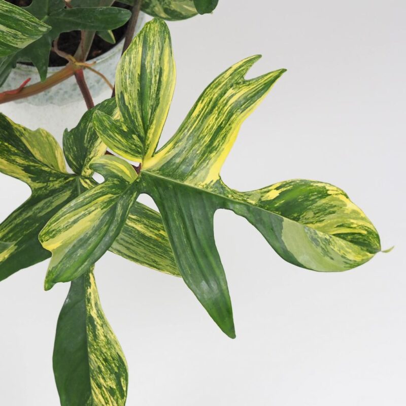 philodendron florida Beauty raritní pokojová rostlina filodendron panasovany