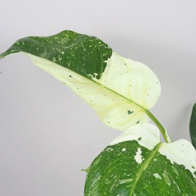philodendron Jose Buono variegata panasovaná pokojová rostlina