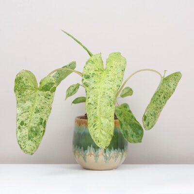 philodendron paraiso verde raritní filodendron pokojová rostlina
