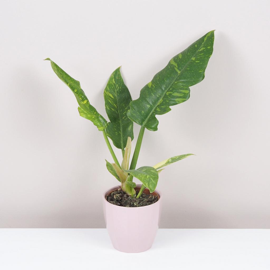 Philodendron ‘Ring of fire’ philodendron ring of fire vzácná pokojová rostlina panasovaný filodendron