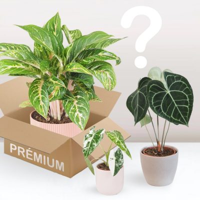 rostlinné předplatné premium dárek pro milovníky rostlin