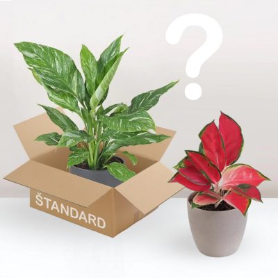 rostlinné předplatné standard dárek pro milovníky rostlin