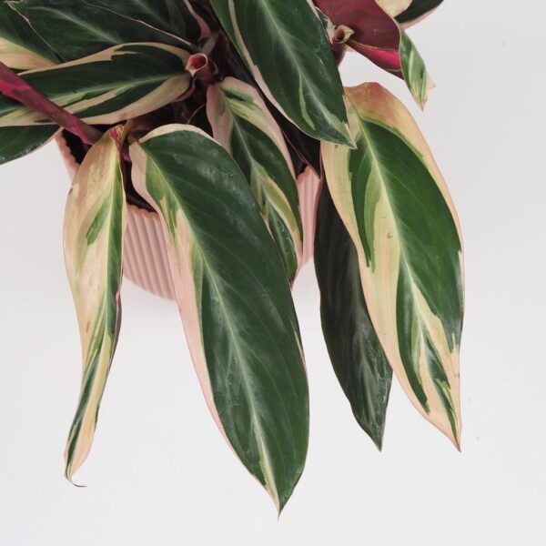 stromanthe sanguinea triostar barevná vlhkomilná pokojová rostlina calathea