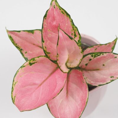 aglaonema pink růžová nenáročná pokojová rostlina květ