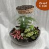 rostlinné terarium koule s korkem florarium plantarium florarium svět ve skle plantizia