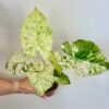 Alocasia odora ‘Batik Variegata’ Alocasia odora Batik Variegata