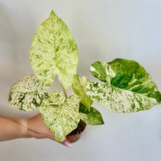 Pokojové rostliny, řasokoule a příslušenství Alocasia odora Batik Variegata