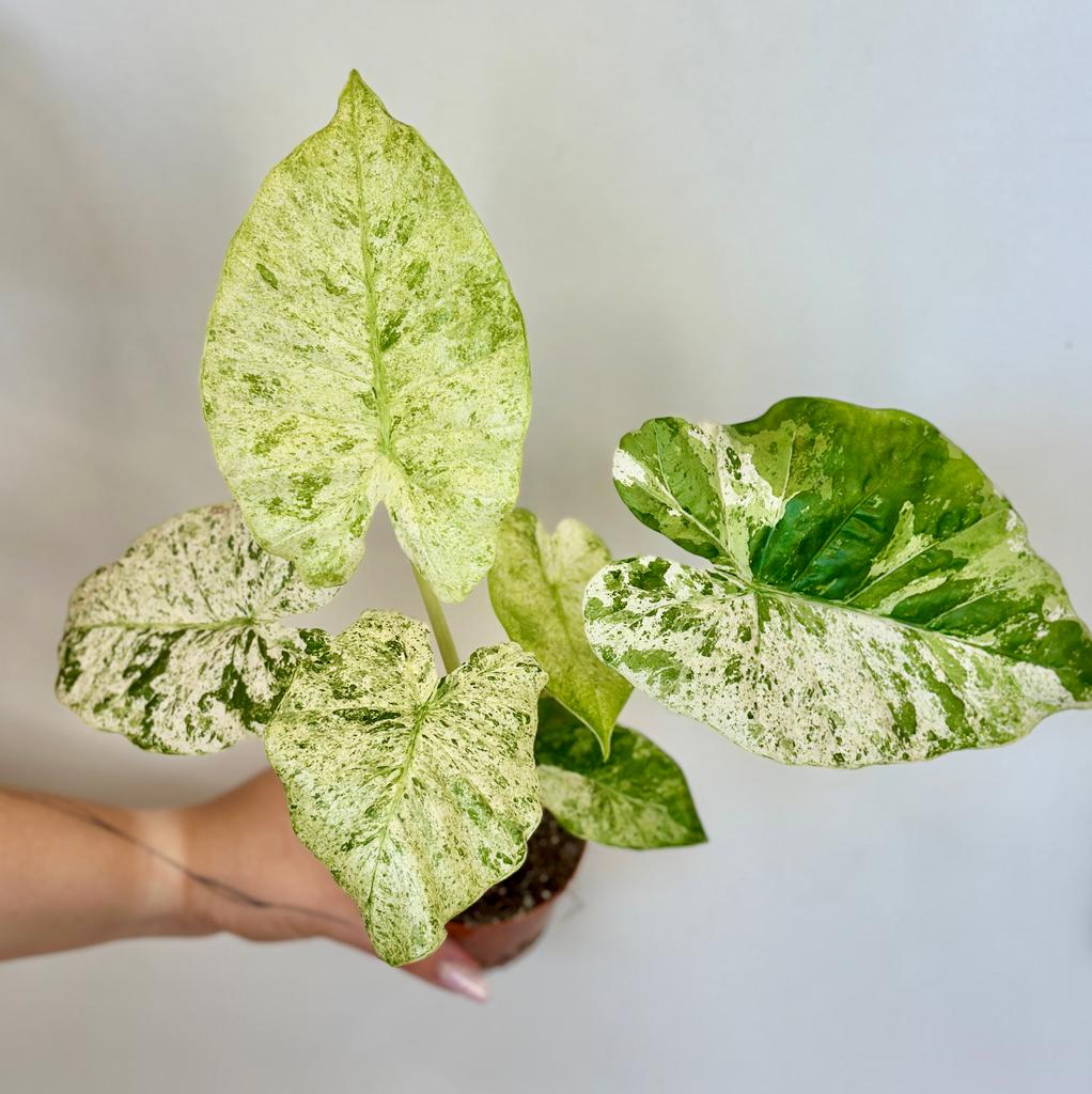 Alocasia odora ‘Batik Variegata’ Alocasia odora Batik Variegata
