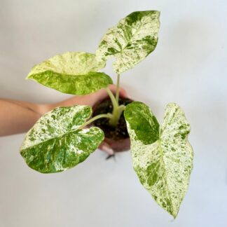 Alocasia odora ‘Batik Variegata’ Alocasia odora Batik Variegata