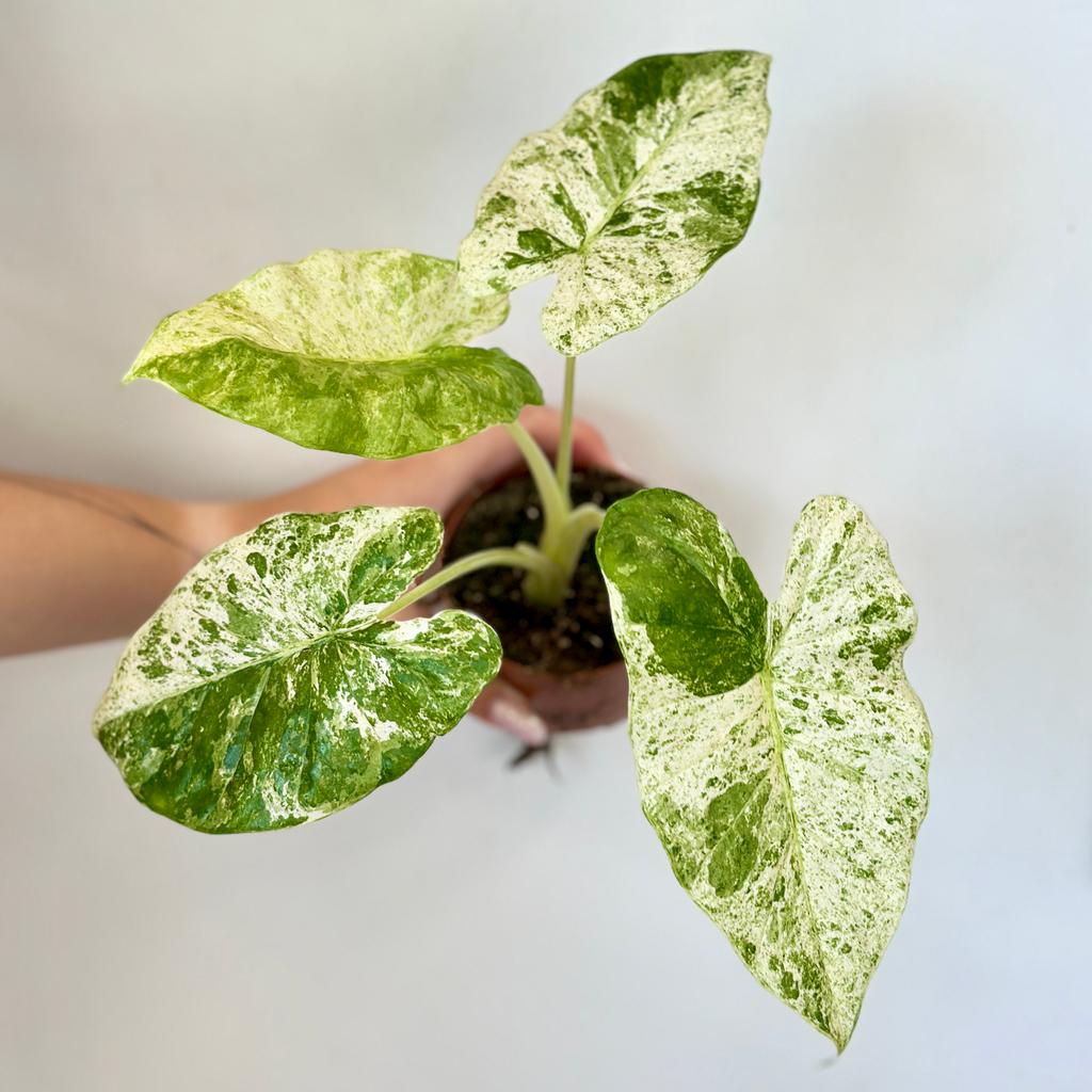 Alocasia odora ‘Batik Variegata’ Alocasia odora Batik Variegata