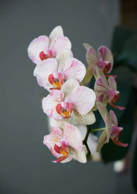 orchidea 1 Plantizia.cz