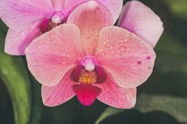 orchidea 5 Plantizia.cz