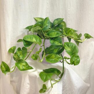 Péče o Epipremnum / Pothos: Tipy i pro začátečníky pothos epipremnum global green tahava pokojová rostlina