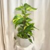 Pothos Epipremnum aureum ‘Hicolor’ na tyči pothos, potosovec zlatý, epipremnum aureum hicolor, divoký jano, divný janko, golden ivy, šplhavník, šplhavnice, táhla rostlina, rostlina do stínu, pokojová rostlina, pokojový květ