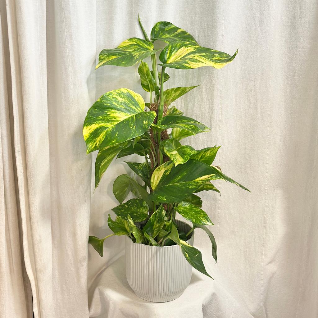 Pothos Epipremnum aureum ‘Hicolor’ na tyči pothos, potosovec zlatý, epipremnum aureum hicolor, divoký jano, divný janko, golden ivy, šplhavník, šplhavnice, táhla rostlina, rostlina do stínu, pokojová rostlina, pokojový květ