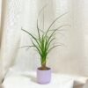 Sloní noha / Nolina recurvata malá nolina recurvata beaucarnea slonia noha
