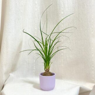 nolina recurvata beaucarnea slonia noha