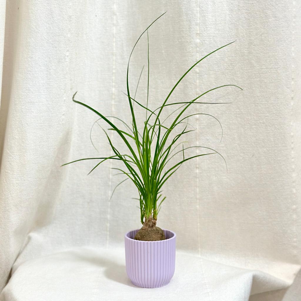 Sloní noha / Nolina recurvata malá nolina recurvata beaucarnea slonia noha