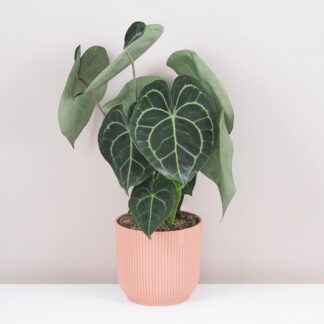 Anthurium Clarinervium velké anthurium clarinervium velké plantizie