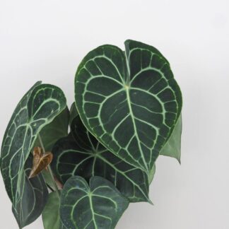 Anthurium Clarinervium velké anthurium clarinervium velké plantizie