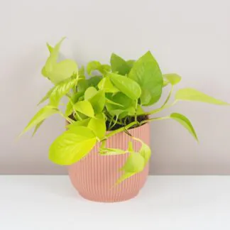 Pothos Epipremnum aureum ‘Neon’ potosovec tahava izbova rastlina