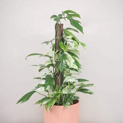 epipremnum pinnatum variegata marble velký maxi panasovaná pokojová rostlina