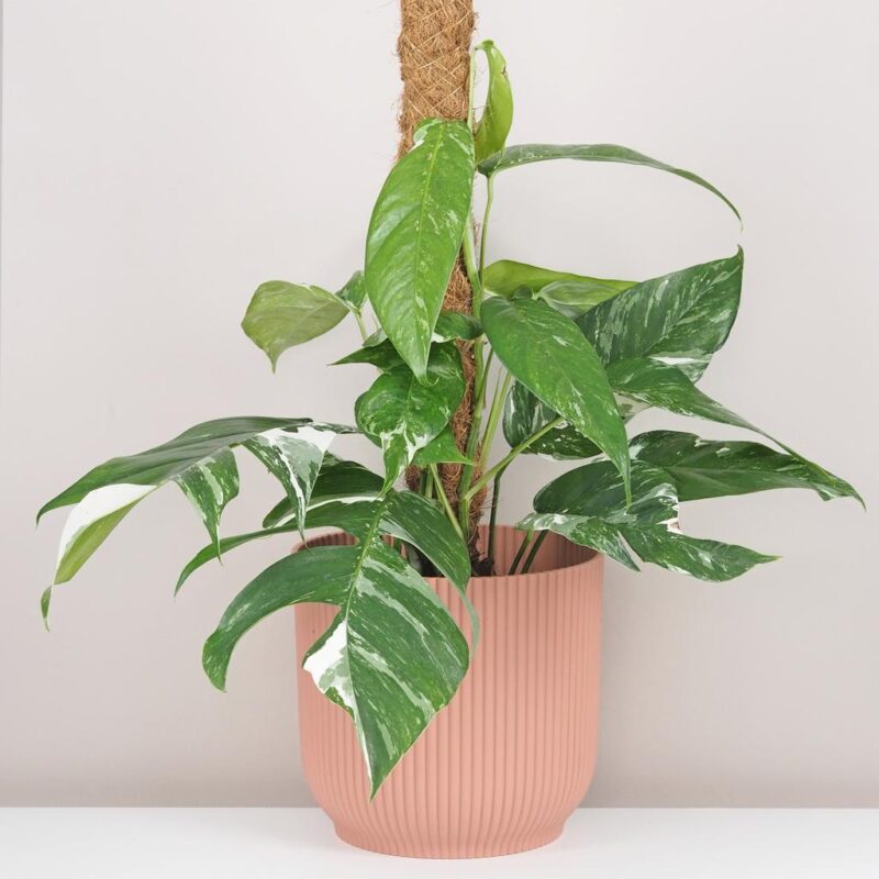 epipremnum pinnatum variegata panasovana pokojová rostlina
