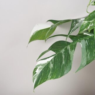 epipremnum pinnatum variegata panasovana pokojová rostlina
