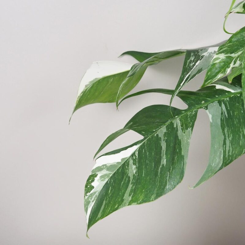 epipremnum pinnatum variegata panasovana pokojová rostlina